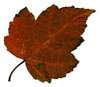 Leaf 7