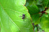 leafy landing1