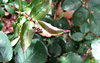 leafy landing5