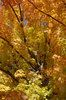 Fall Tree