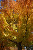 Fall Tree