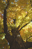 Fall Leaves
