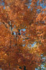 Fall Leaves