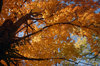 Fall Leaves
