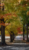 Fall Foliage