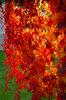 Autumn leaves in fire