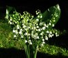 lily-of-the-valley