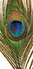 eye of the feather3
