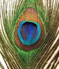 eye of the feather5