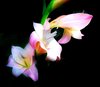 Gladiolus Flowers