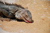 Thirsty leguan in Aruba