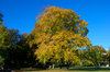 Autumn tree