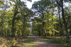 Autumn forest trail