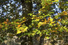 Autumn colour