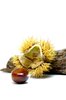 Chestnuts #1