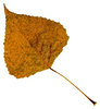 Leaf 18