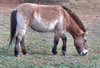 Przewalski's horse