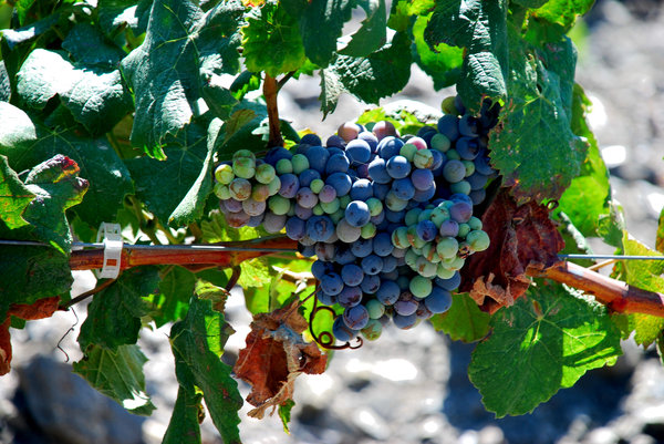 Grapes: no description