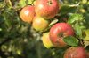 Apples on tree