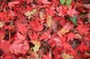 Autumn leaves
