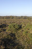 Autumn heathland