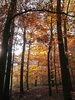 autumn light and shadow