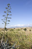 Agave landscape 2