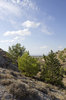 Dry coniferous landscape