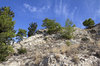 Dry coniferous landscape 3