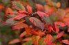 Autumn leafs