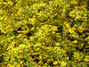 Flowers on the trees