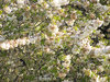 Flowers on the trees