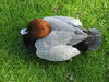 Common Pochard