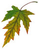 Leaf 8