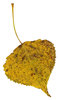 Leaf 10