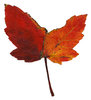 Butterfly Leaf