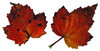 Leaf 15