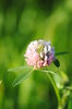 Flower in June
