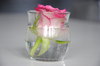One Rose on the Table