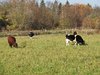 grazing cows 2