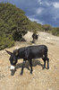 Wild donkeys