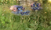 hippo ripples2