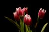 Bouquet of tulips