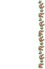 Holly border