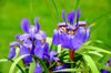 IRIS