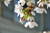 The Beauty of Spring
