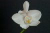 Orchid