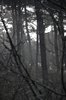 Forrest in monochrome