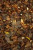 Forrest floor