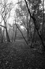 Forrest in monochrome